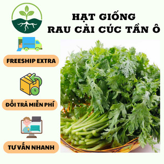 Hạt giống rau cải cúc nếp tần ô { gói 20gram }