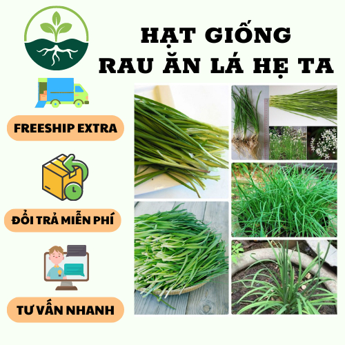 Hạt Giống rau ăn Lá Hẹ Ta { 2gram/gói }