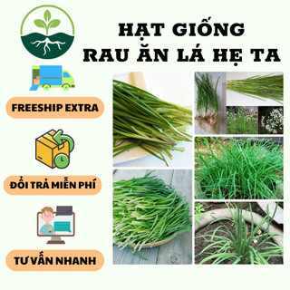 Hạt Giống rau ăn Lá Hẹ Ta { 2gram/gói }