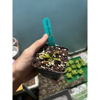 cây bẫy kẹp louchaptes, venus flytrap louchaptes