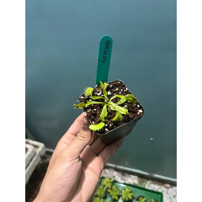 Cây bẫy kẹp galaxy, venus flytrap galaxy