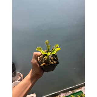 cây bẫy kẹp mirror , dionaea mirror