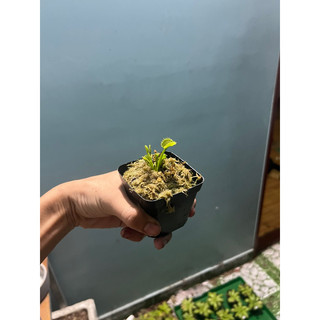 cây bẫy kẹp werewolf, venus flytrap werewolf