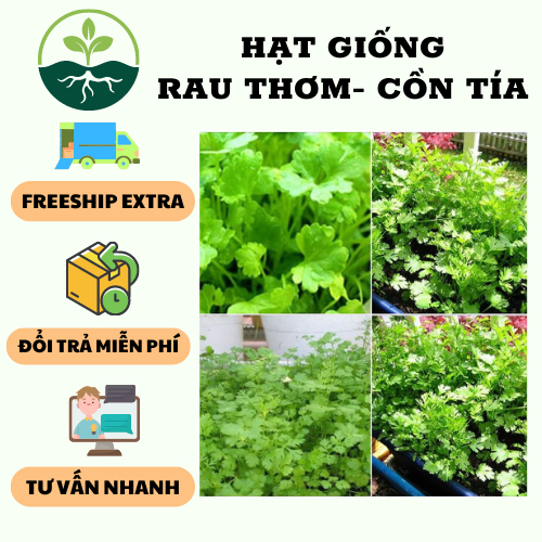 Hạt giống rau thơm ( cồn tía - rau ngò ) - 1 gói 20gram