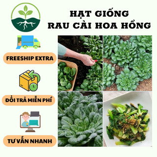 Hạt giống rau cải hoa hồng xanh - 1 gói 1gram