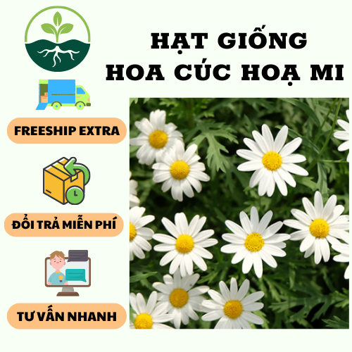 Hạt giống hoa cúc họa mi { gói 50 hạt }