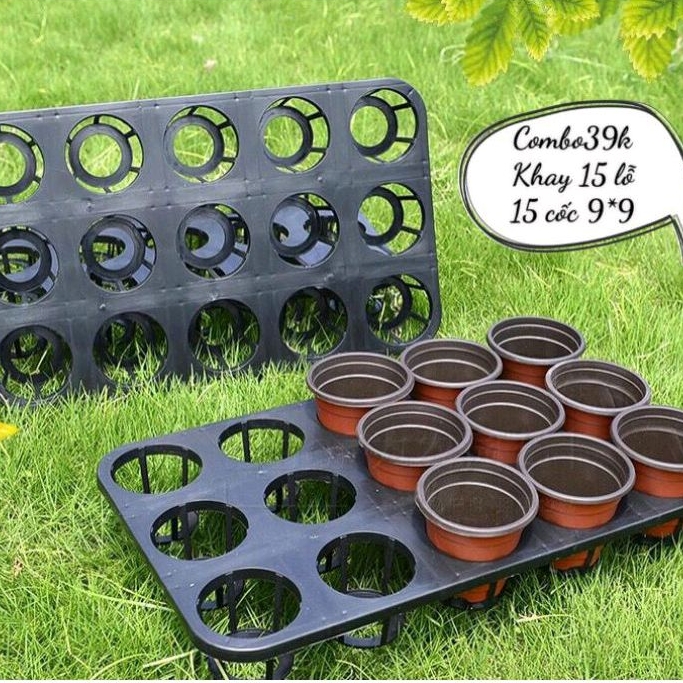 Combo 1 khay ươm 15 lỗ+15 cốc ươm 9*9 siêu bền