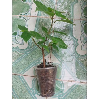 Cây Sung Nếp ta siêu quả