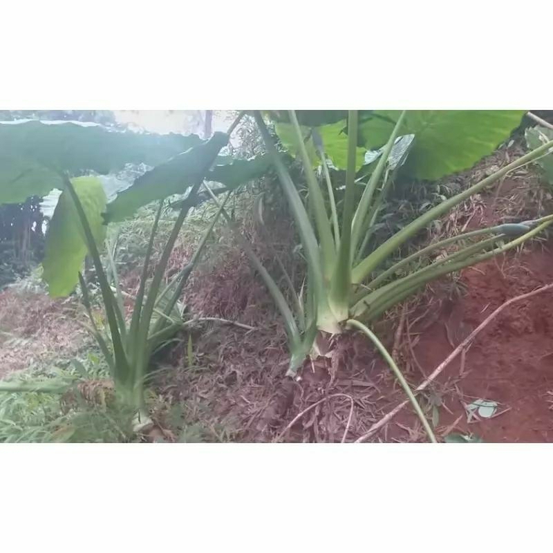 Combo 10kg củ Bạc Hà núi