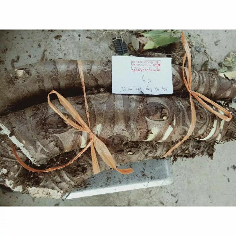 Combo 10kg củ Bạc Hà núi