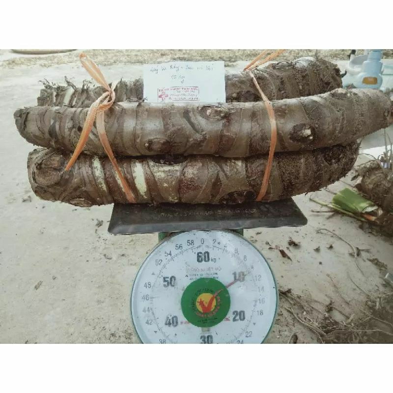 Combo 10kg củ Bạc Hà núi