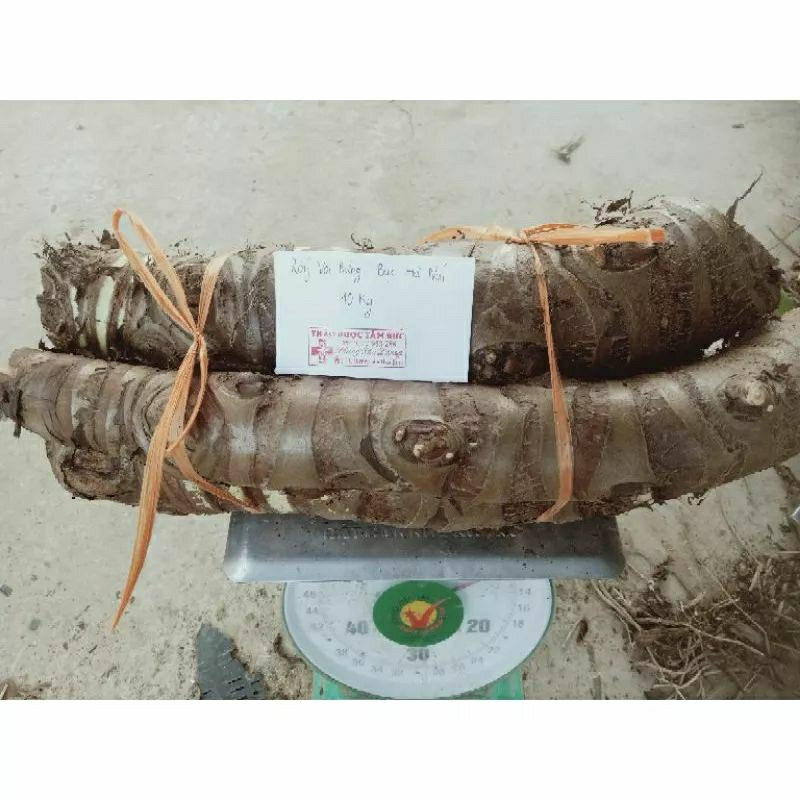 Combo 10kg củ Bạc Hà núi