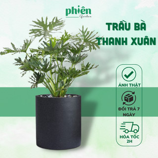 Cây Trầu Bà Thanh Xuân Nội Thất Kèm Chậu Xi Măng Cao 80-100cm Phong Thủy