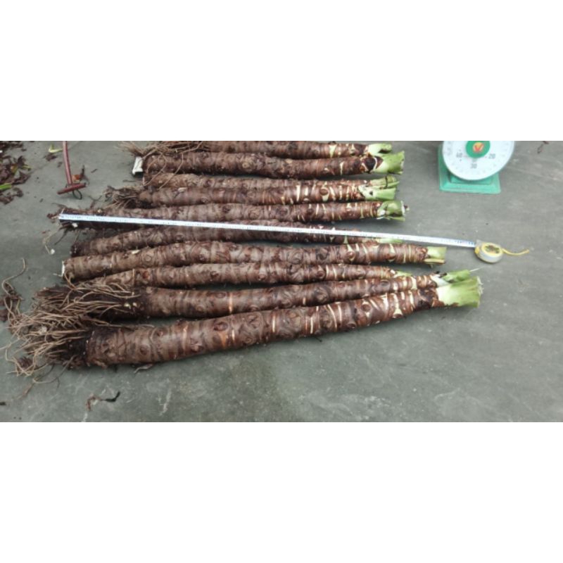 Cây bạc hà núi siêu khủng , cây già lâu năm