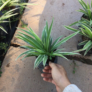 Cây cỏ lan chi/ cây dây nhện