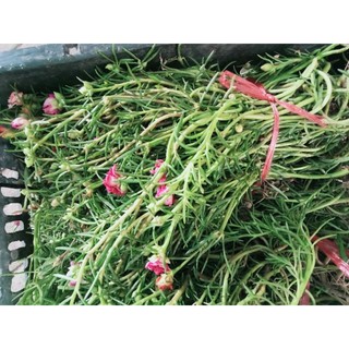 Hoa mười giờ màu cam hồng