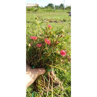 Hoa mười giờ màu cam hồng