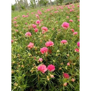 Hoa mười giờ màu cam hồng