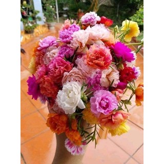 Hoa mười giờ màu cam hồng