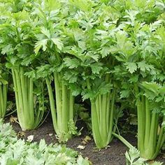 Hạt giống Rau Cần Tàu 2GR