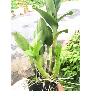 lan dendro nắng vàng lưỡi đỏ (3 chậu)