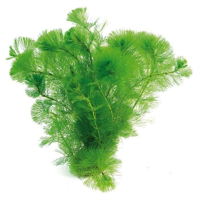 Cây thủy sinh Rong La Hán