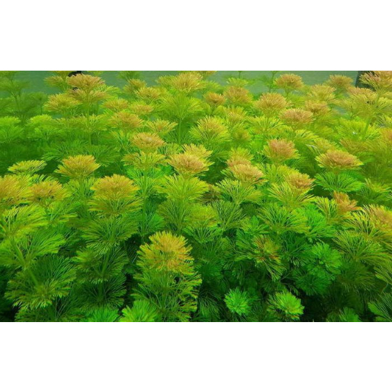Cây thủy sinh Tiểu Bảo Tháp- 10 cây