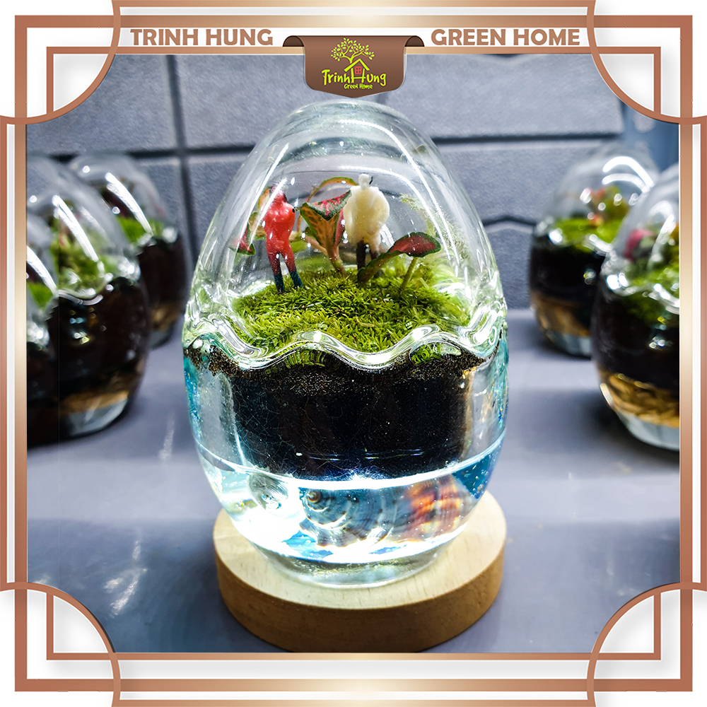 Hũ Terrarium hình trứng (đã bao gồm thực vật)