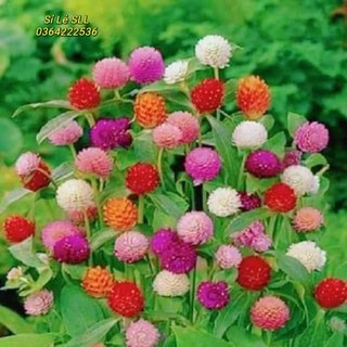 hạt hoa cúc bách nhật mix 4 màu đỏ hồng trắng tím 💖siêu xinh💖nảy mầm cực đỉnh chất lượng cao