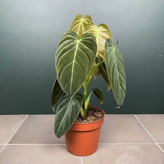 Kiểng lá/ cây trong nhà/ cây Philodendron Melanochrysum
