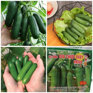 Hạt giống dưa chuột Baby