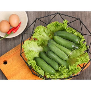 Hạt giống dưa chuột Baby
