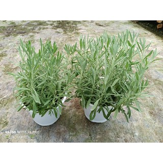 cây hoa oải hương - lavender chịu nhiệt