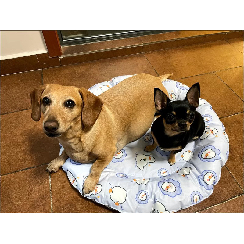 Thảm điều hoà - thảm làm mát cho thú cưng 8-15kg🐶😻