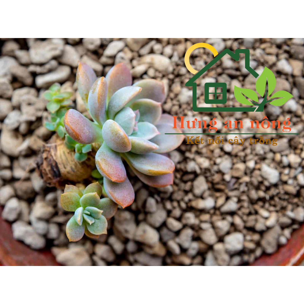 Bao 40 lít đá pumice đá bọt nhập khẩu Indonesia, trồng sen đá xương rồng bonsai