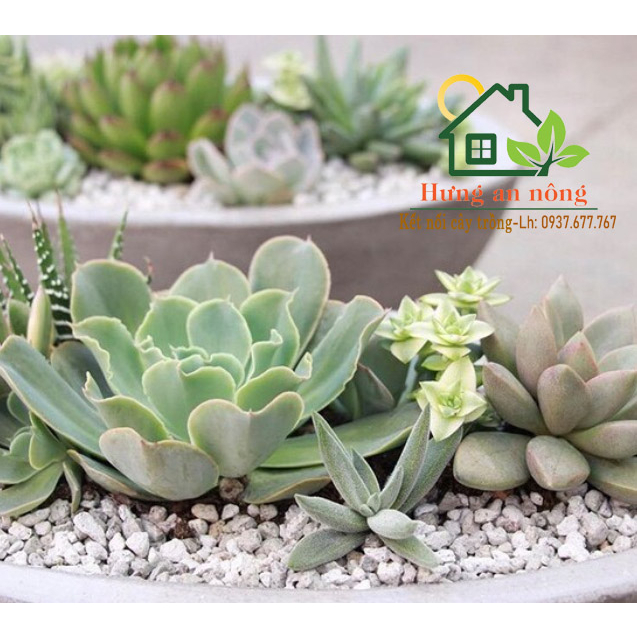 Bao 40 lít đá pumice đá bọt nhập khẩu Indonesia, trồng sen đá xương rồng bonsai