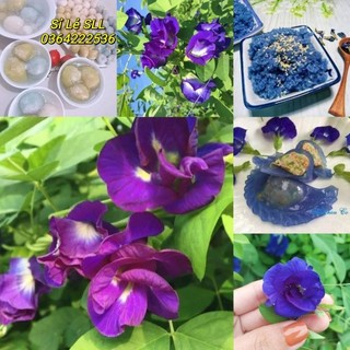 50 hạt giống hoa đậu biếc💖 NẢY MẦM CỰC ĐỈNH💖 hoa quanh năm