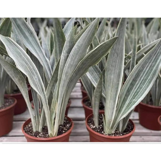 Chậu lưỡi hổ sọc bạc - Sansevieria Metallica Siam Silver