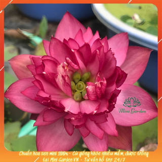 Củ sen mini queen of heart hoa sen mini nhật dễ trồng củ sen mini nhiều màu