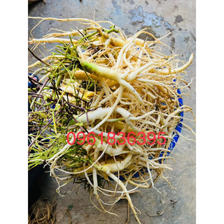 Sâm dây Ngọc Linh Kon Tum củ tươi