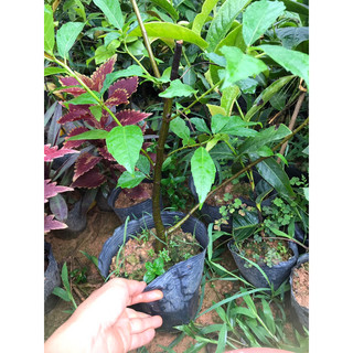 Cây sung giống 1 thân cao 25-30cm