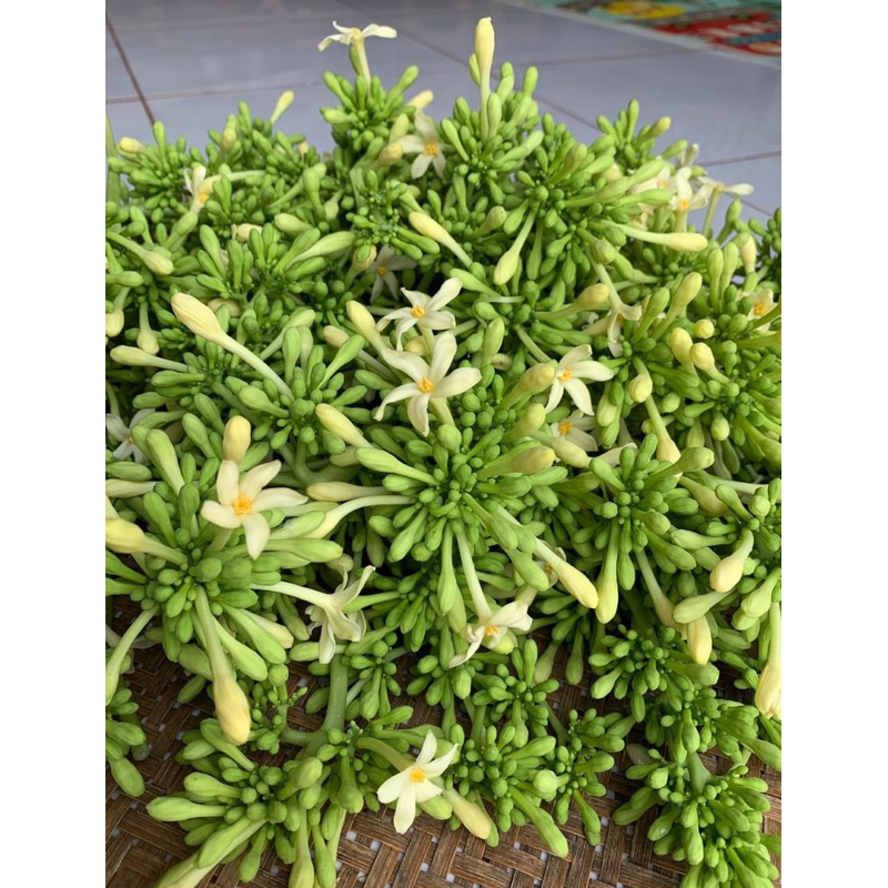 Cây giống hoa đu đủ đực giống lùn nhiều hoa