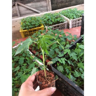 Combo 5 cây giống hoa đu đủ đực giống lùn , nhiều hoa