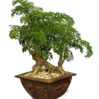 CÂY GIỐNG ĐINH LĂNG LÁ NHỎ (ảnh thât như hình)