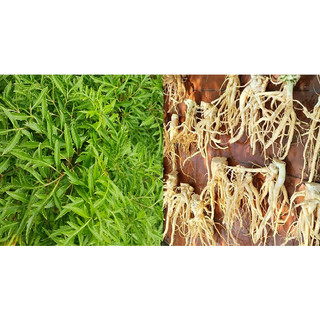 CÂY GIỐNG ĐINH LĂNG LÁ NHỎ (ảnh thât như hình)