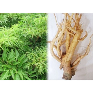 CÂY GIỐNG ĐINH LĂNG LÁ NHỎ (ảnh thât như hình)