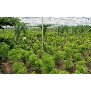 CÂY GIỐNG ĐINH LĂNG LÁ NHỎ (ảnh thât như hình)