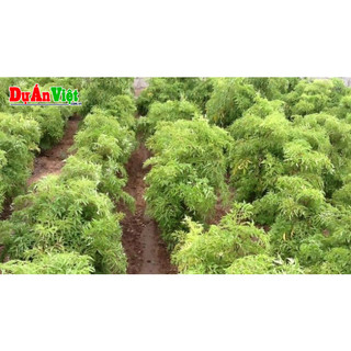 CÂY GIỐNG ĐINH LĂNG LÁ NHỎ (ảnh thât như hình)