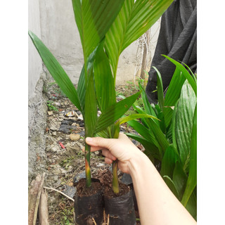 Cây giông cau lùn mới f1 - sai hoa sai quả - dễ trồng dê chăm