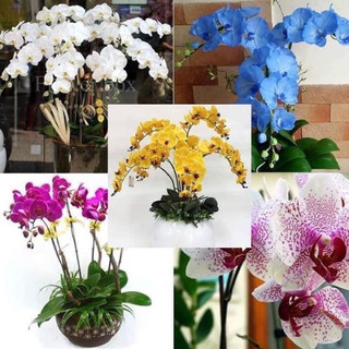 Hoa lan hồ điệp , hoa đại cây sẵn ngồng hoa đại
